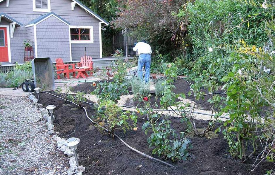 Guerneville Rose Garden Before